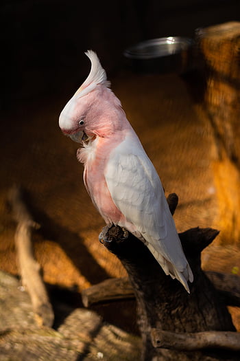 White, look, background, bird, portrait, parrot, crest, cockatoo for