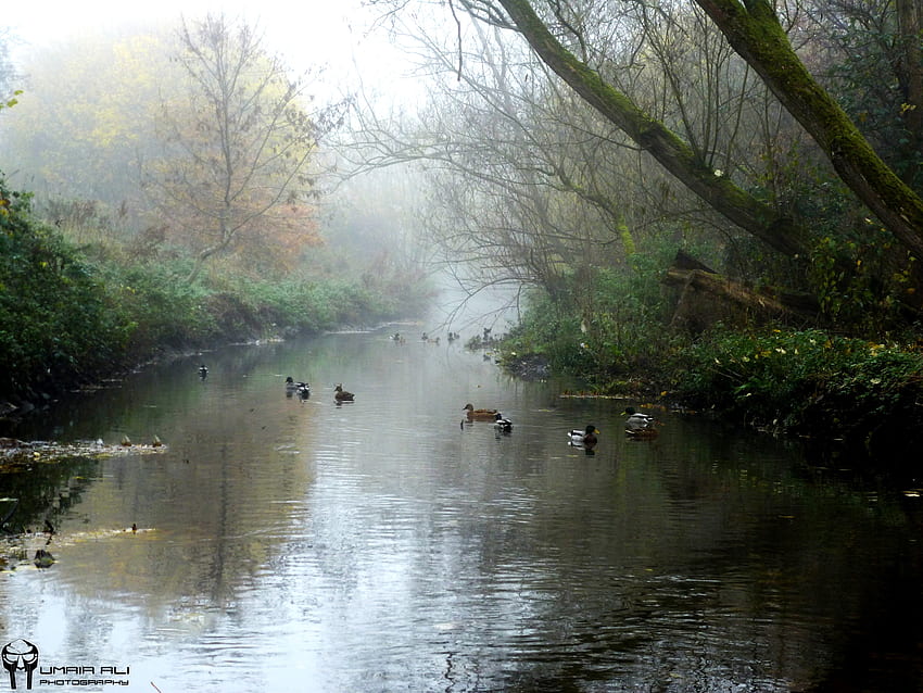nature love england ducks birmingham natural High Quality , High Definition HD wallpaper