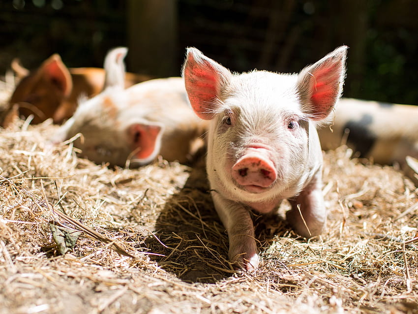 Süße Schweine, die ein Lächeln auf Ihr Gesicht zaubern, entzückende Babyschweine HD-Hintergrundbild