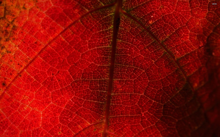 red grape leaf, grape, leaf, macro, red HD wallpaper