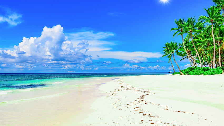 해변, 야자수, 푸른 하늘, 여름, 열대 iPhone 11 Pro XS Max , 배경 HD 월페이퍼