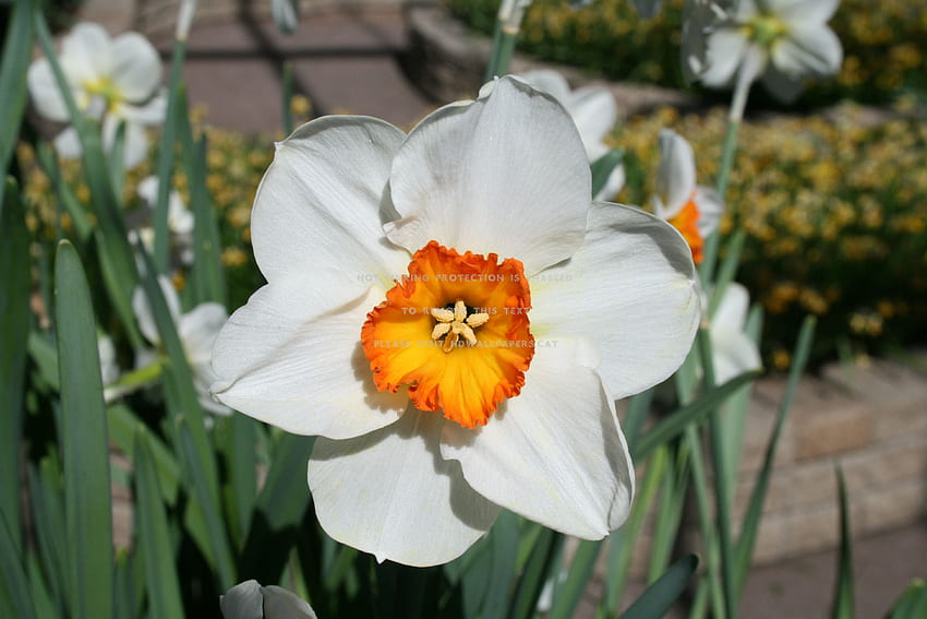 spring may flowers 05 daffodils orange HD wallpaper