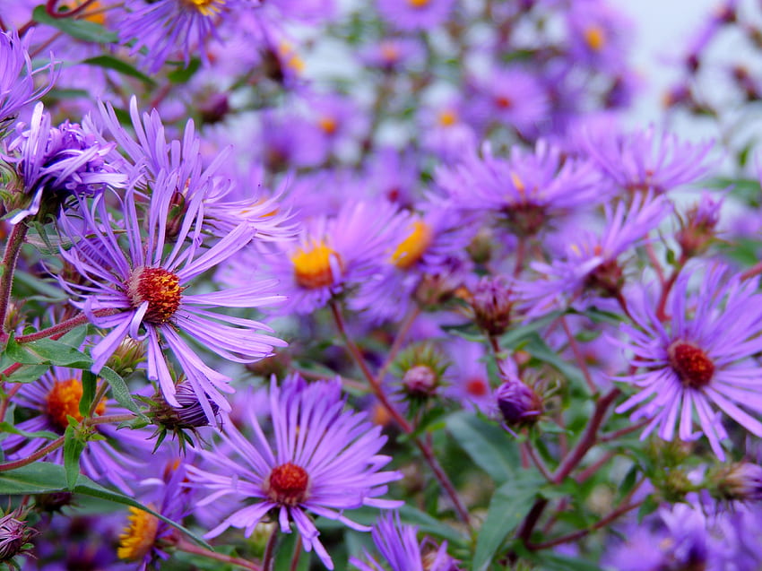 Summer Of Asters, graphy, Summer, Flowers, Asters, Nature, Garden, Purple HD wallpaper