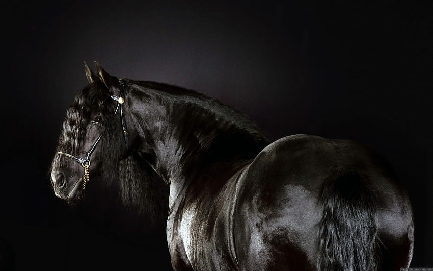 black, Animals, Horses, Friesian, Horse, Horse, Race HD wallpaper