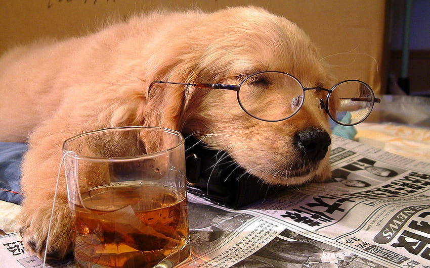 สัตว์ สุนัข ปากกระบอกปืน แก้ว ลูกสุนัข นอนหลับ ฝัน ดื่ม เครื่องดื่ม แว่นตา แว่นตา นอนหลับ หนังสือพิมพ์ สถานการณ์ หลับ ถุงชา วอลล์เปเปอร์ HD