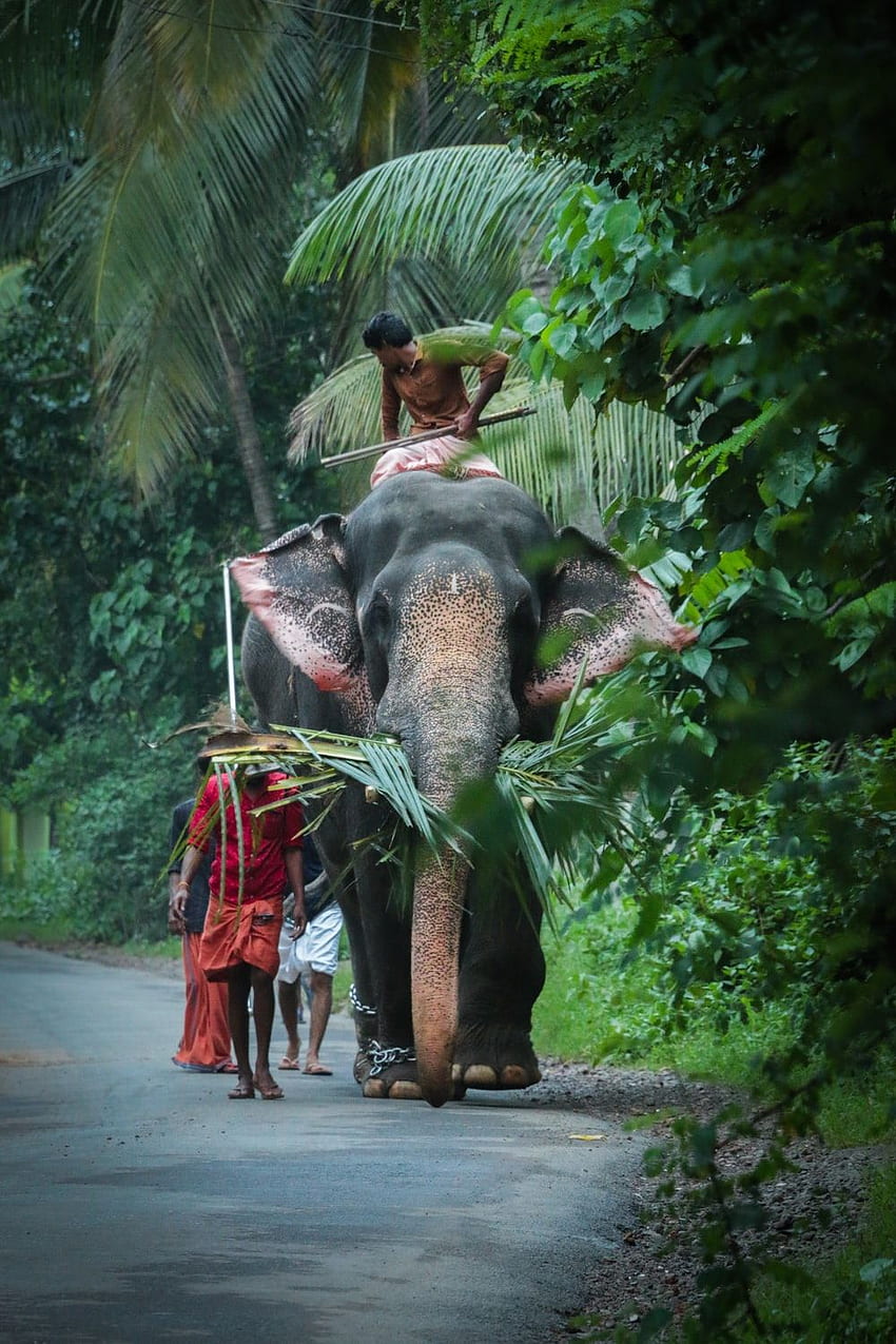 Elefante de Kerala fondo de pantalla del teléfono