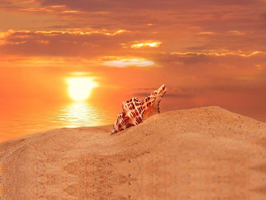 Sunset Seashell, sea, shell, set, sun HD wallpaper