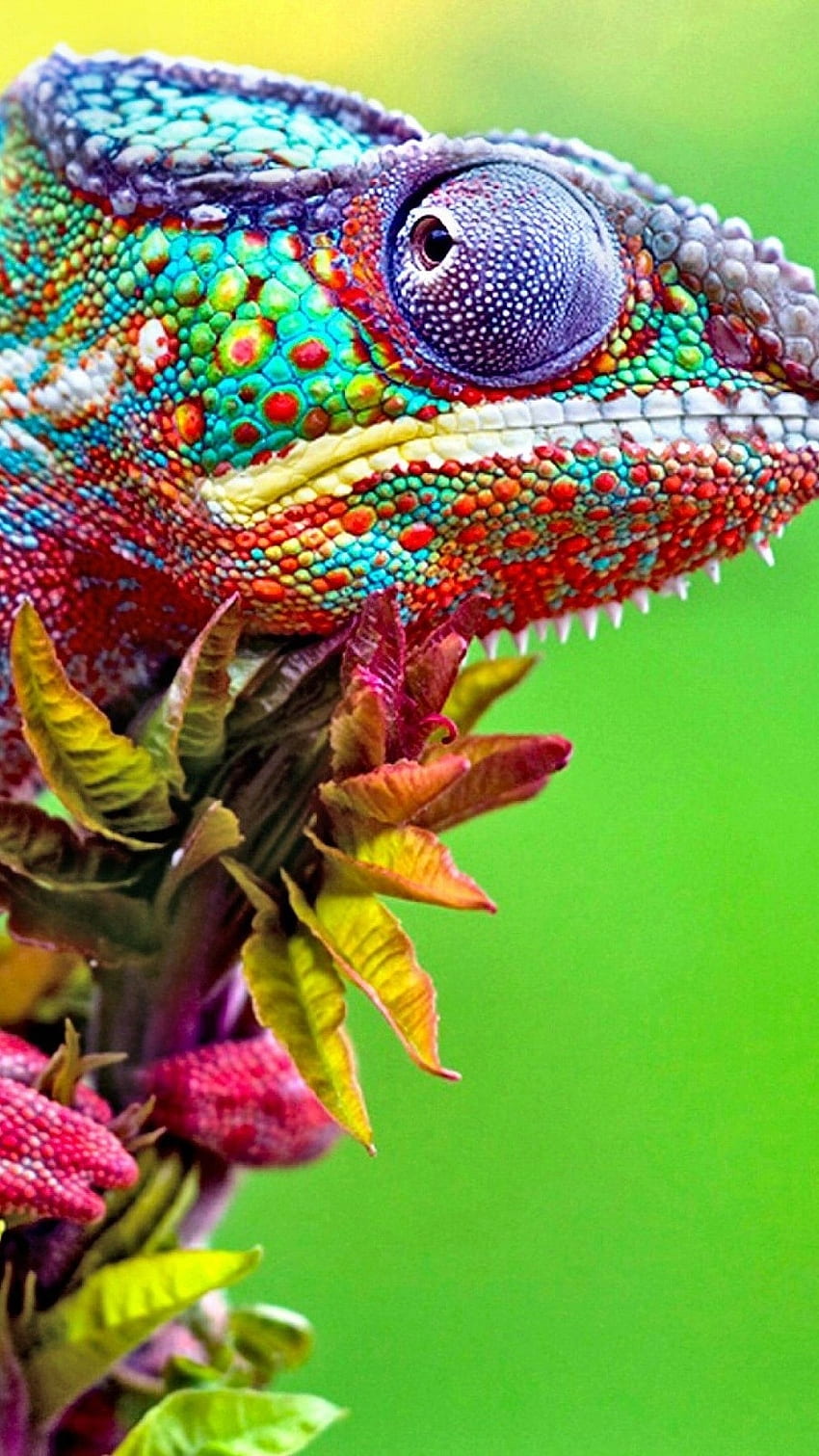 Chameleon, Lizard HD phone wallpaper