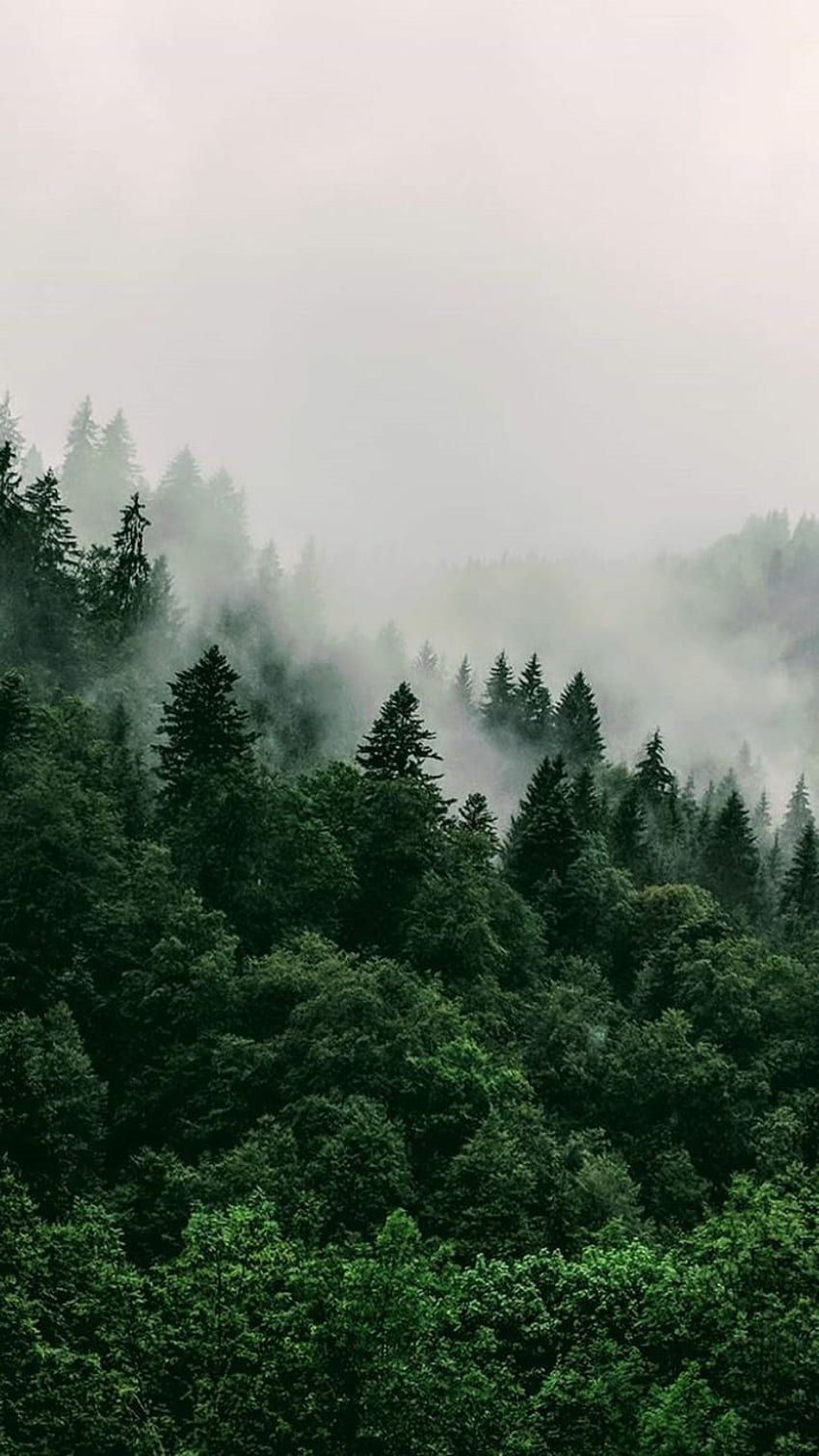 สงบมาก ป่าไม้ ธรรมชาติ วอลล์เปเปอร์โทรศัพท์ HD