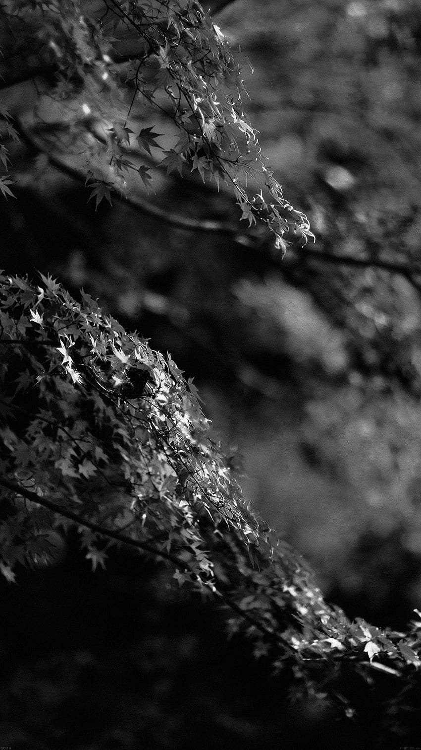 Japanese Maple Tree Fall Nature Black, Amazing Nature Black and White HD phone wallpaper