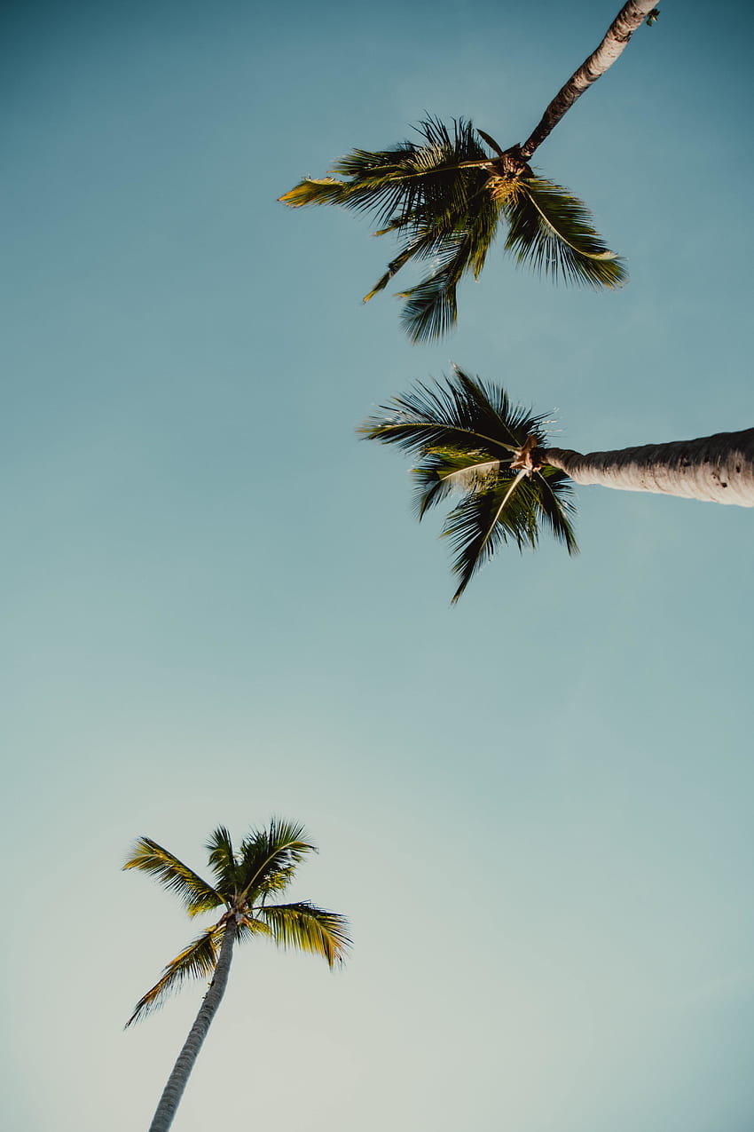 Palmen, Bäume, minimal HD-Handy-Hintergrundbild