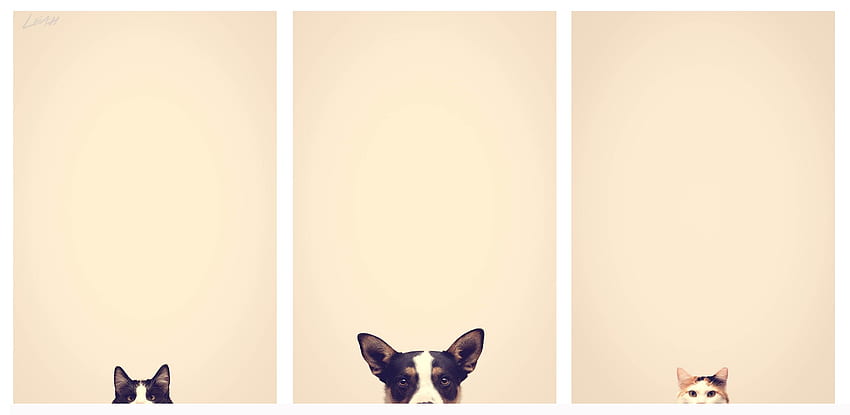 These minimalist pet : AccidentalWesAnderson, Minimalist Dog HD wallpaper |  Pxfuel