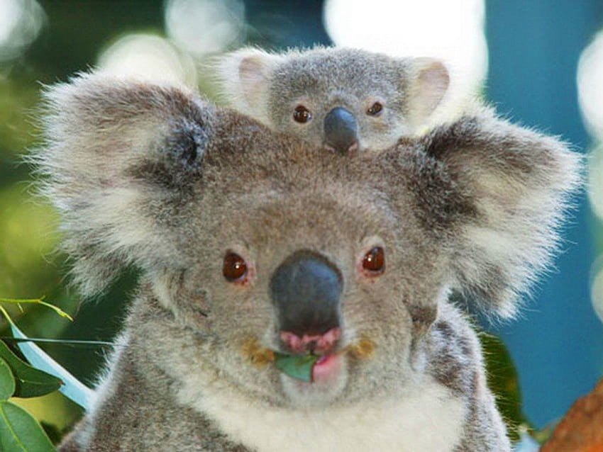 Koalas, animal, joey, koala, Australie, mère Fond d'écran HD
