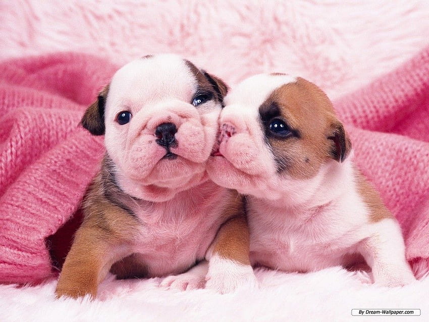 Beautiful Bulldog Puppies That Will Melt Your Heart – Inside Dogs World, English Baby Bulldog HD wallpaper