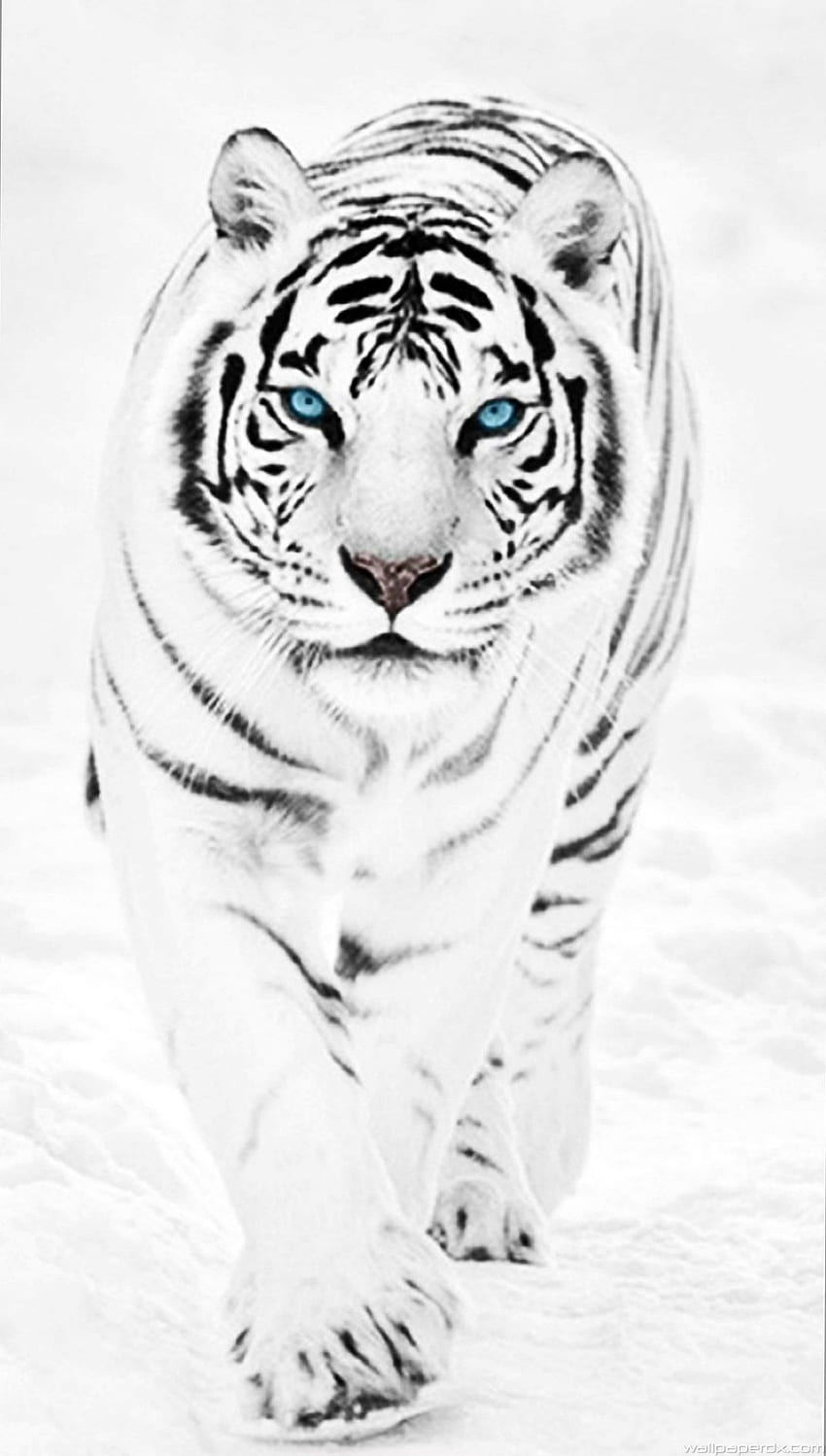 White Tiger Screensaver, Beautiful White Tiger HD phone wallpaper