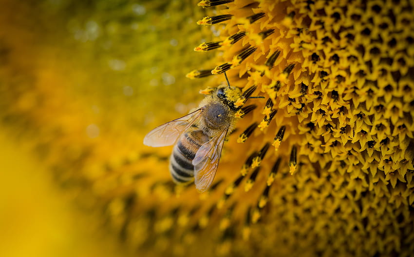 Macro, Bee, Sunflower, Pollination HD wallpaper