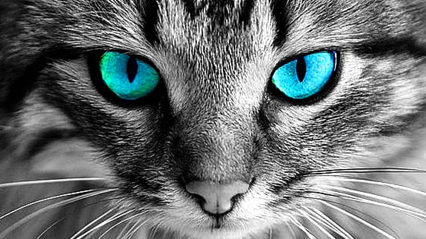 Cat Eyes) - Elijah Calhoun Rating HD wallpaper