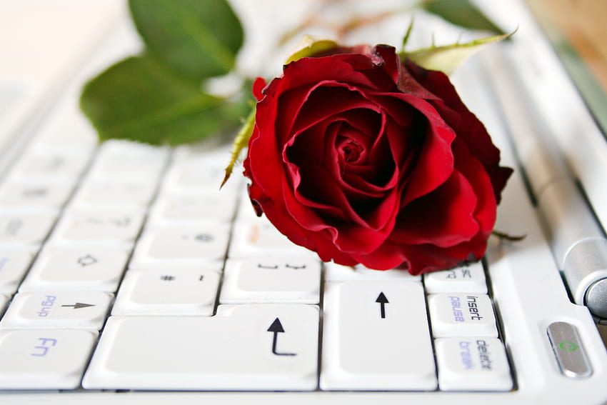 Romantic Thoughts , LAPTOP, LOVE, ROSE, ROMANCE, RED HD wallpaper