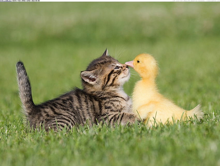 Bebek Lucu Bermain Dengan Kucing di Taman Wallpaper HD