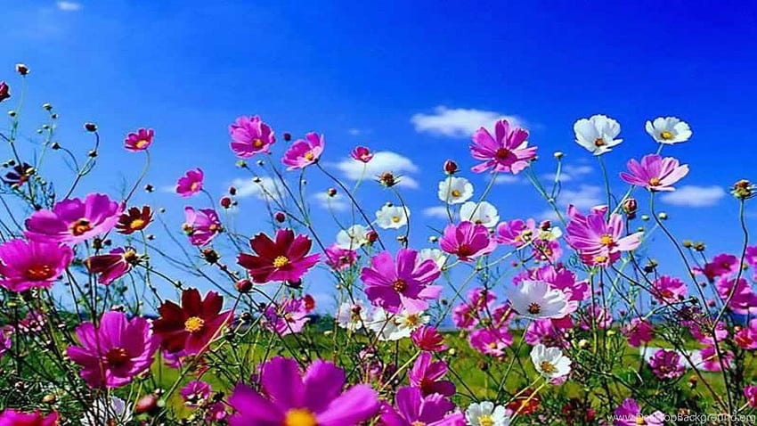 아름다운 봄 고화질 고화질. 배경, 아름다운 봄 꽃 HD 월페이퍼