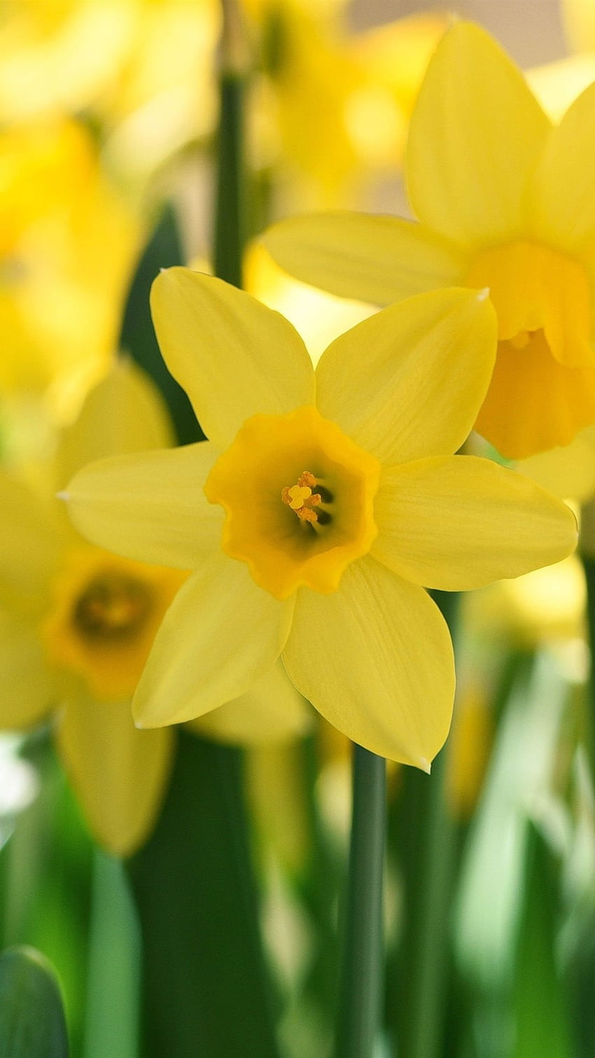 Gelbe Narzisse Nahaufnahme IPhone 8 7 6 6S Plus, Hintergrund, Narcissus HD-Handy-Hintergrundbild
