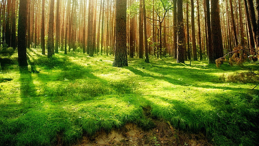 Bella foresta, sole, foreste, bella, erba, giorno, luce, verde, alberi, natura Sfondo HD