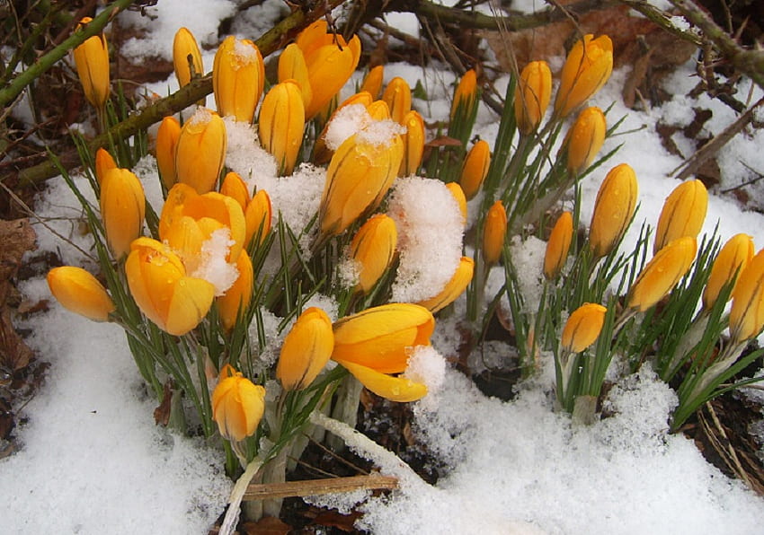 Lotta per la vita, croco, giallo, fiore, neve, primavera Sfondo HD