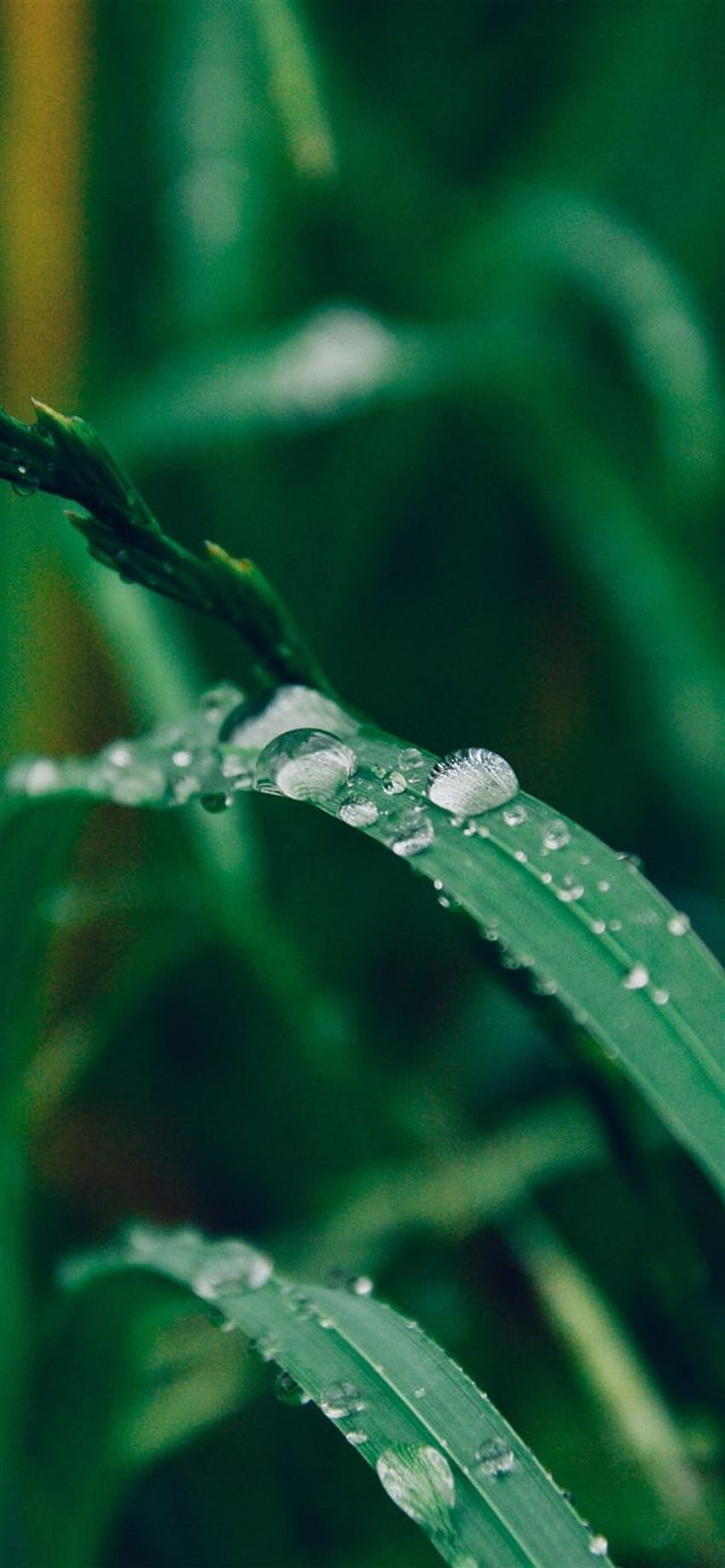 Grass drop water rain iPhone X HD phone wallpaper
