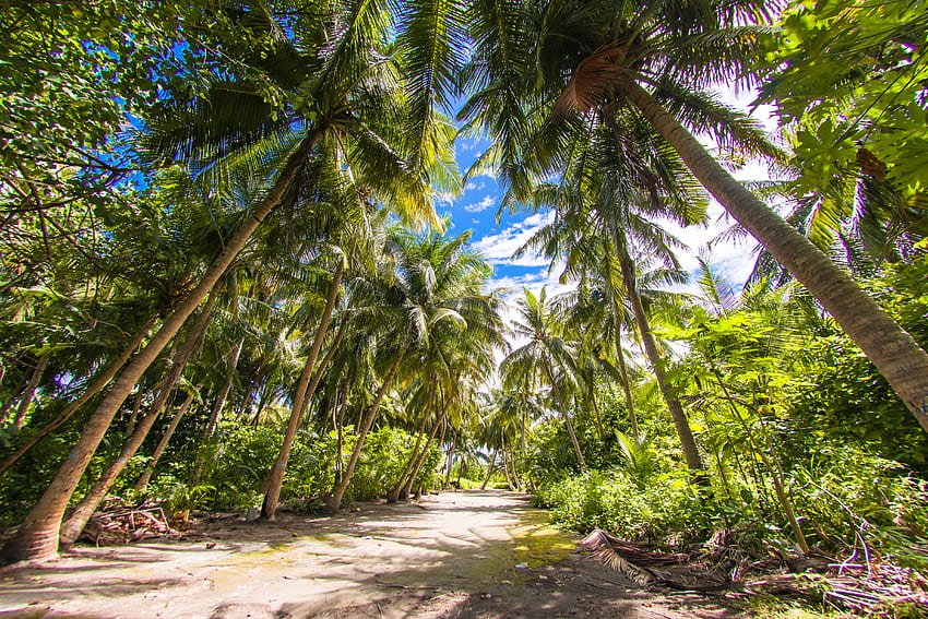 Пътека към плажа, остров, тропик, палми, сянка, графика, забавление, плаж, Малдиви, дестинация, почивка, лято, , дървета, пътуване HD тапет