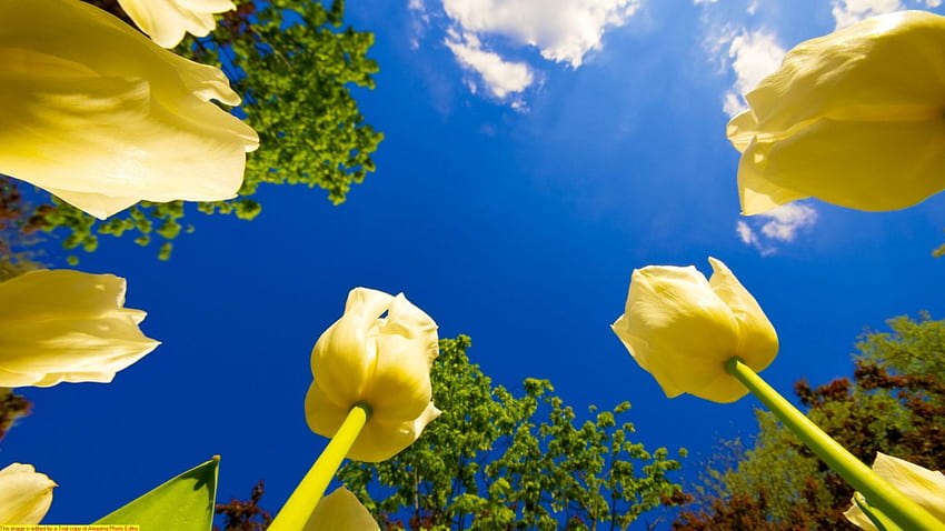 Course de tulipes, bleu, jaune, fleur, ciel, tulipes Fond d'écran HD