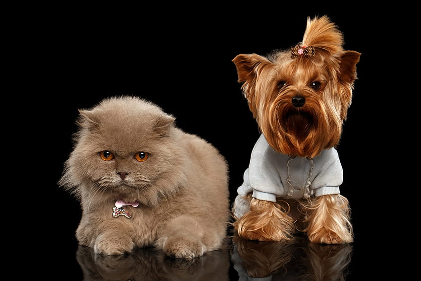 Anak kucing dan anak anjing, anjing, anak kucing, hewan, hitam, kucing, pisica, anak anjing, pasangan, yorkshire terrier, caine Wallpaper HD