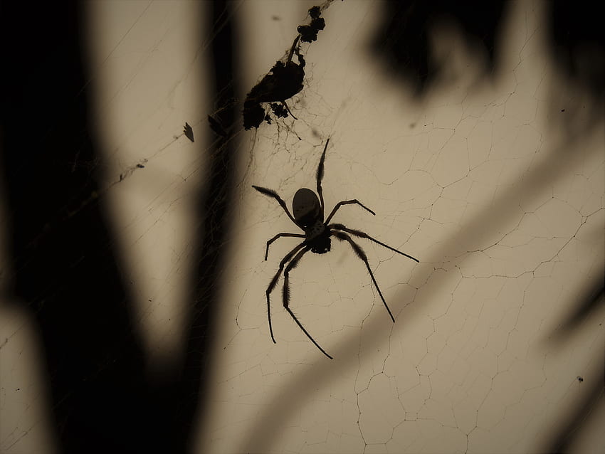 Large spider and web, scary, Brisbane, graphy, crawly, Australia, large spider, spider, creepy, halloween, nature, web HD wallpaper