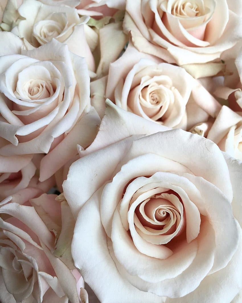 Rosas brancas. Fiori, Rose bianche, Sfondi florreali, Rosa Rústica Papel de parede de celular HD