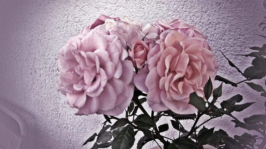 แม่กุหลาบ ดอกไม้แสนโรแมนติก สงบเงียบ สีชมพูสวยงาม - กุหลาบชาไฮบริด - & พื้นหลัง วอลล์เปเปอร์ HD