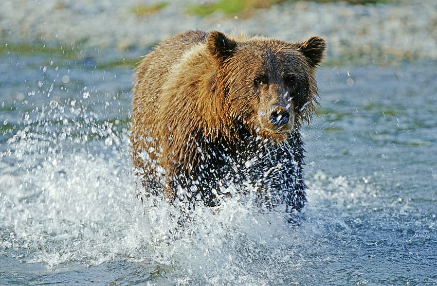 Animals, Water, Rivers, Spray, Bear, Grizzly, Grizzly Bear HD wallpaper