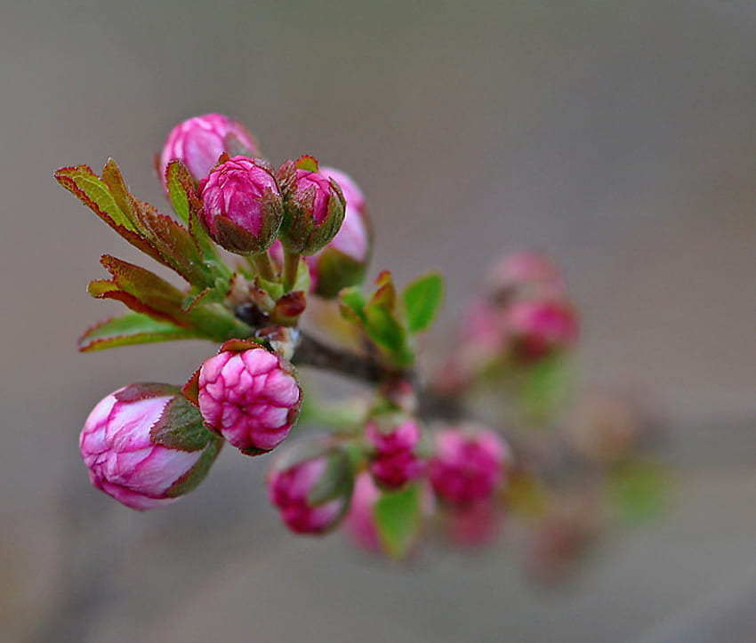 สัมผัสของฤดูใบไม้ผลิ ดอกตูม ดอกไม้ ธรรมชาติ ดอกไม้ ฤดูใบไม้ผลิ วอลล์เปเปอร์ HD