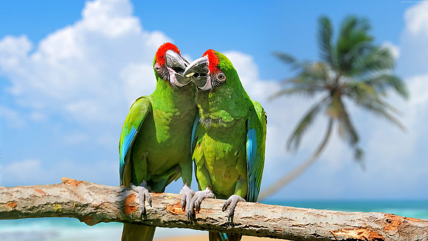 parrot, plumage, branch, exotic birds, green, Animals - High Resolution HD wallpaper
