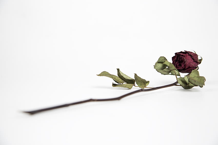 13++ Dying Rose iPhone HD wallpaper