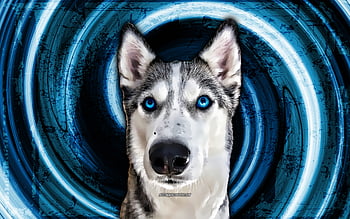 husky puppies wallpaper with blue eyes