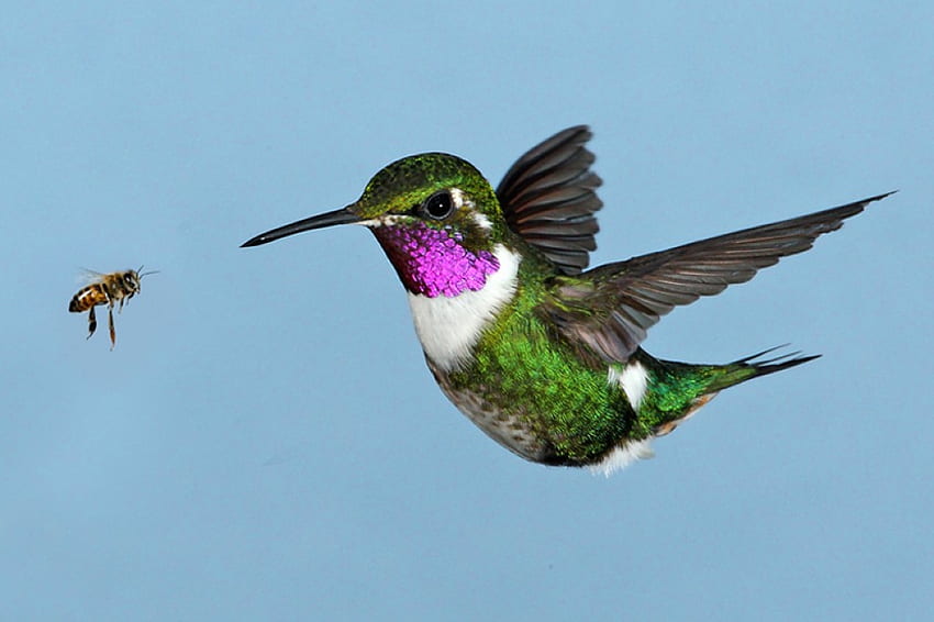 Kolibri, Summen, schön, Vogel HD-Hintergrundbild