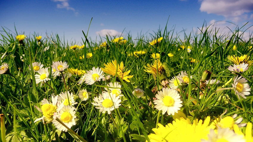 Flowers, Sky, Clouds, Camomile, Greens, Polyana, Glade, Sunny HD wallpaper