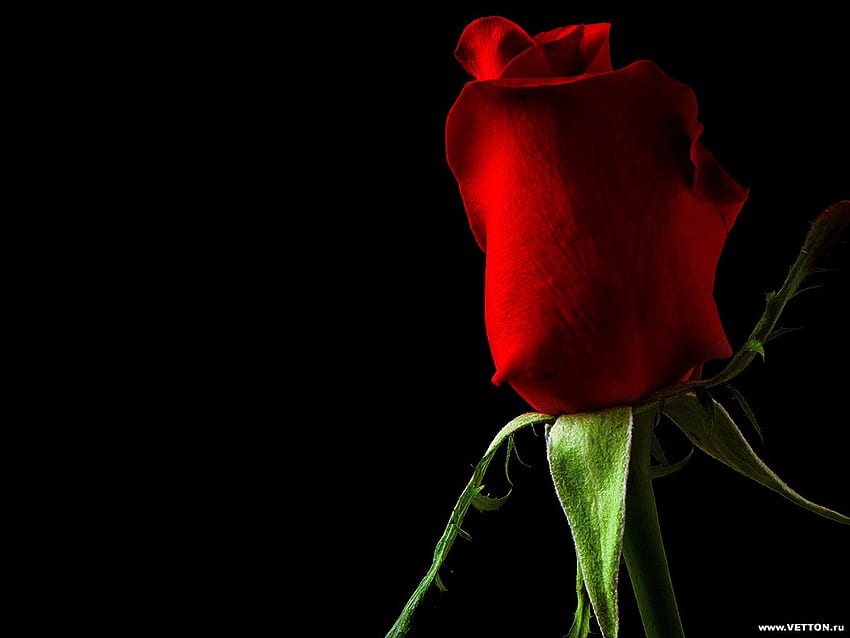 Просто червено, роза, червено, цвете HD тапет