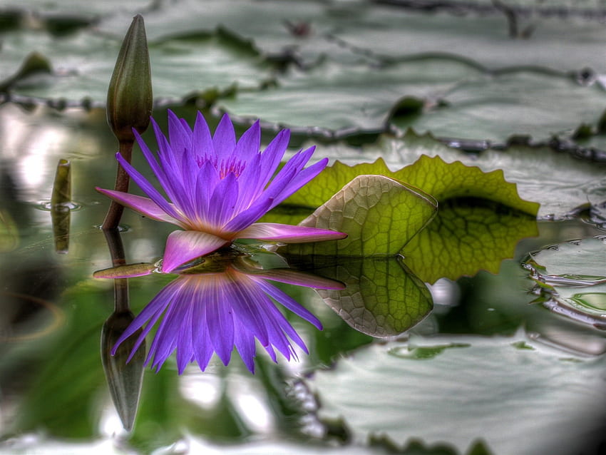 Blumen, Wasser, Blätter, Knospe, lose, Seerose, aufgelöst HD-Hintergrundbild