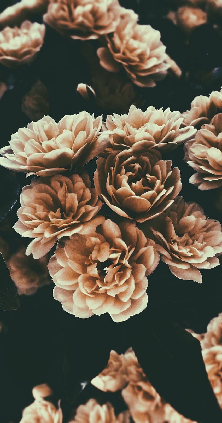Golden Flowers On A Brown Background Abstraction Photography Wallpaper On  The Wall Stock Photo  Download Image Now  iStock