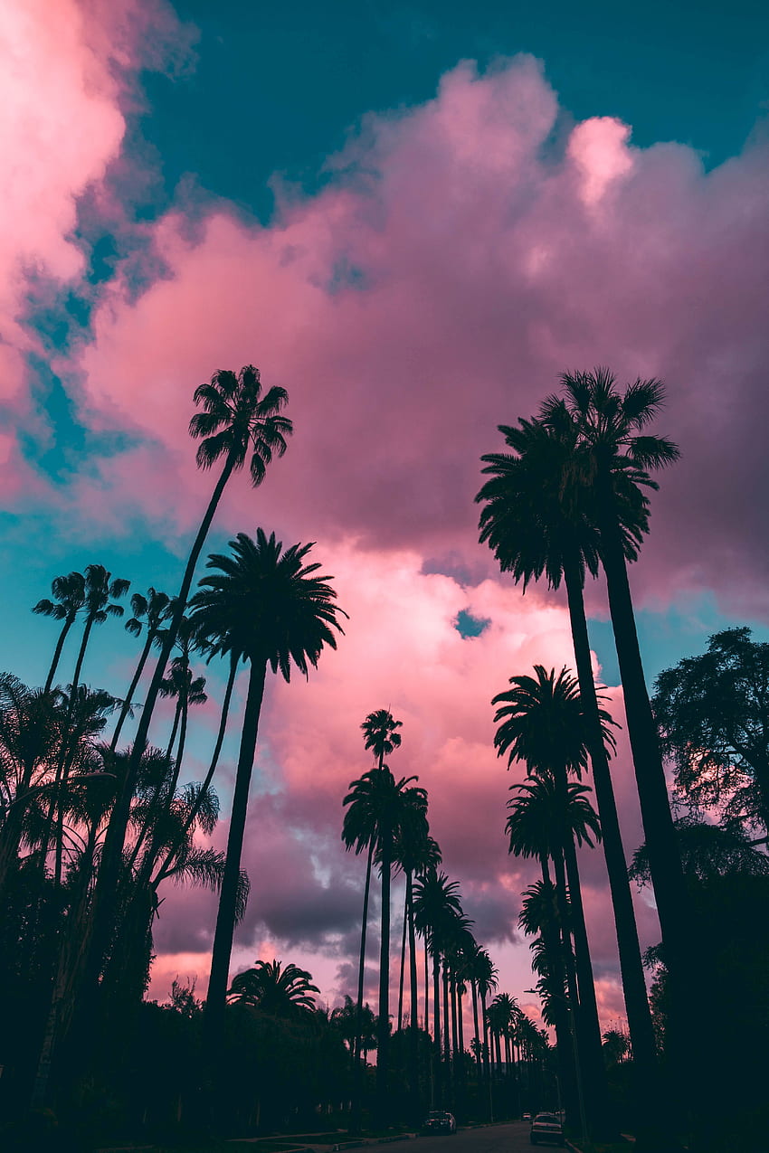 Naturaleza, puesta de sol, cielo, nubes, palmeras, trópicos, poroso fondo de pantalla del teléfono