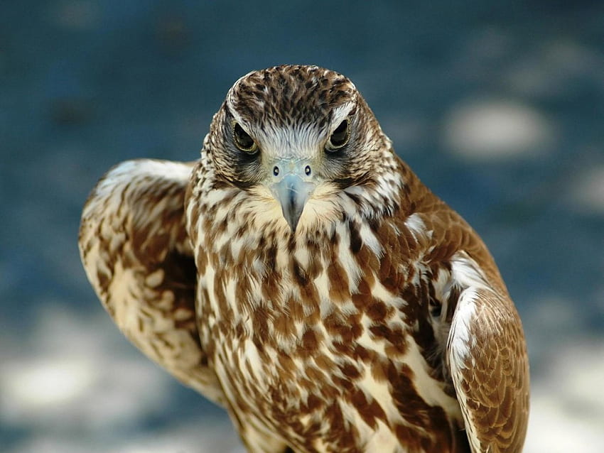 Birds_Predatory_sight, birds, eagle, animals, eyes, predator HD wallpaper
