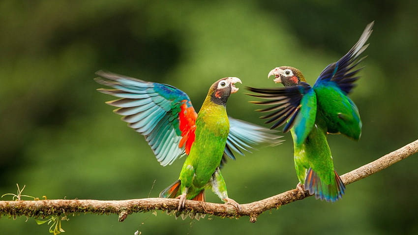 Saffron headed parrots, wings, saffron headed, bird, branch, feather, green, red, couple, pasari, parrot HD wallpaper