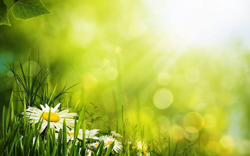 Blumen, Bokeh, Grün, Blütenblätter, Gras, Gänseblümchen, Schnittblumen in Auflösung . Gras, Blume, Naturhintergrund HD-Hintergrundbild