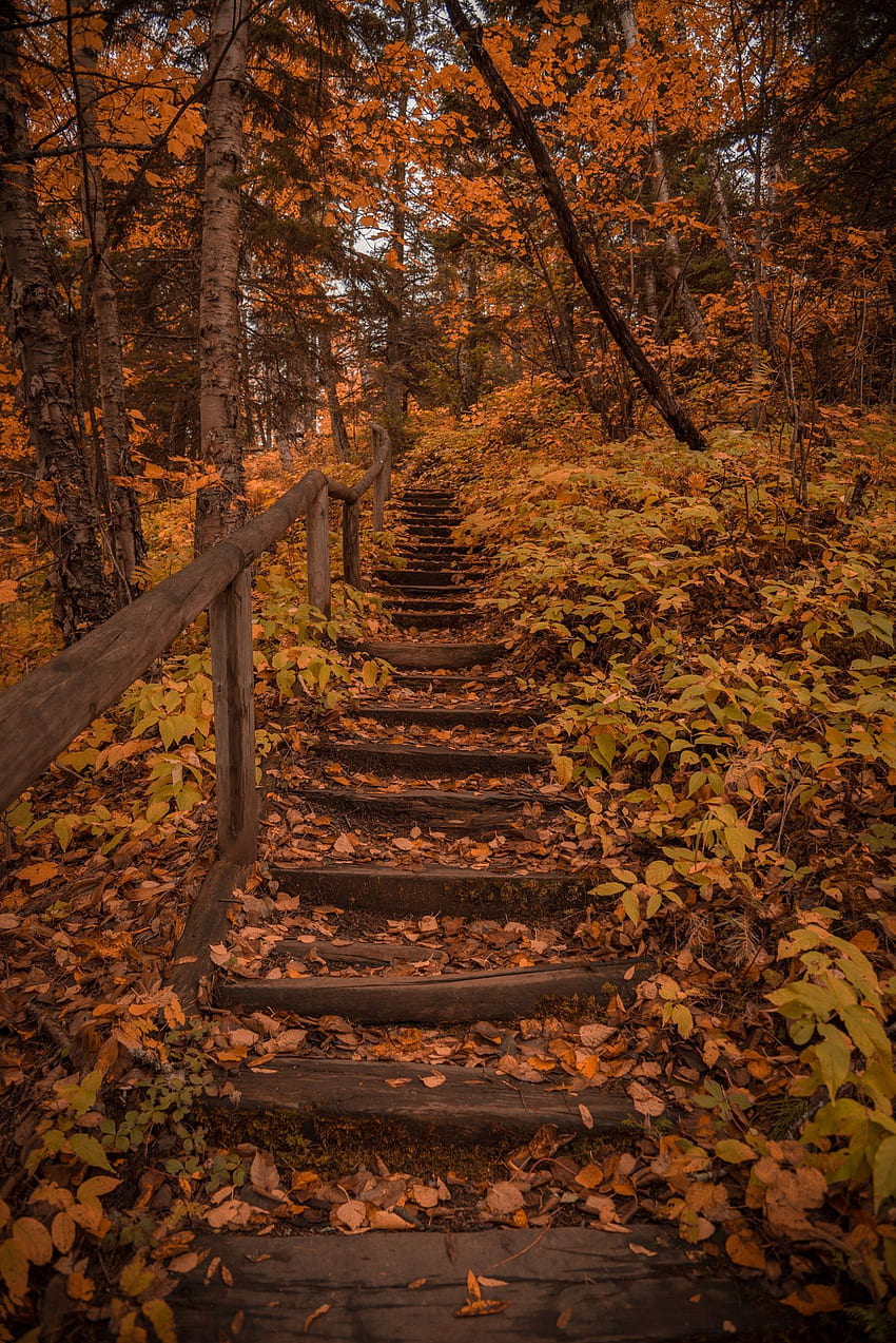 Magical autumn woods in Minnesota HD phone wallpaper
