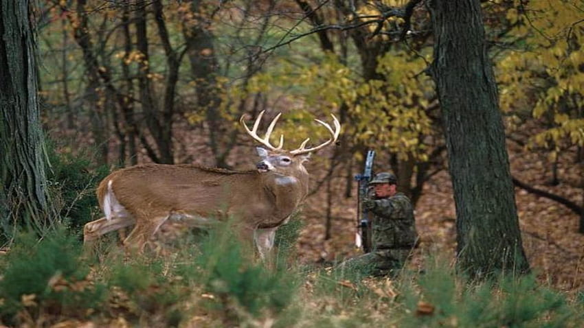 Whitetail Deer Screensaver, Buck HD wallpaper